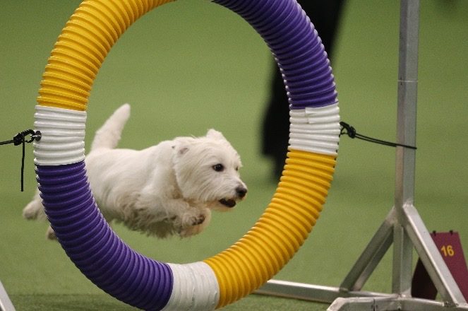 Kirby Jumping through a hoop