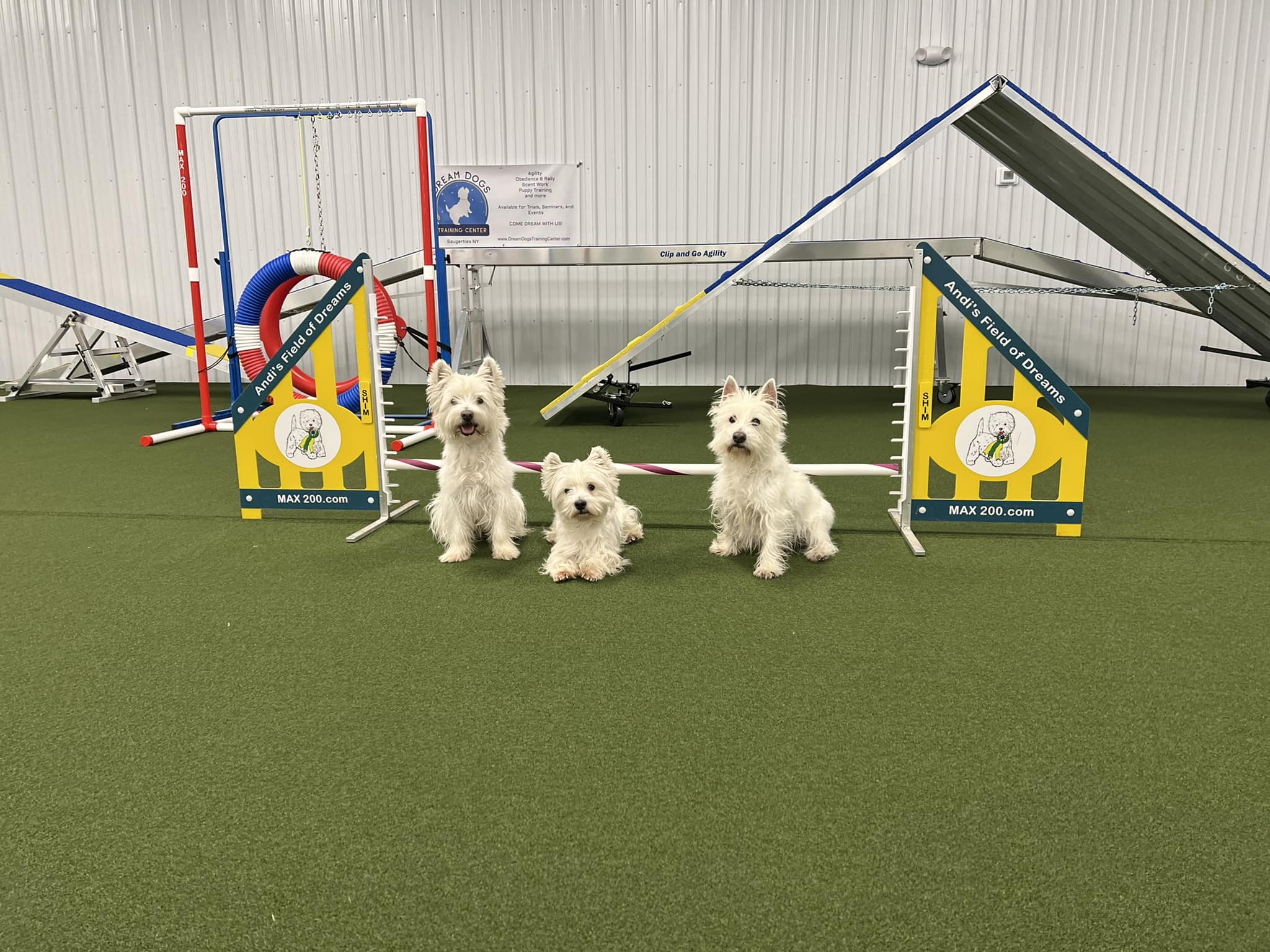 Dream Dogs Training Center the beginning