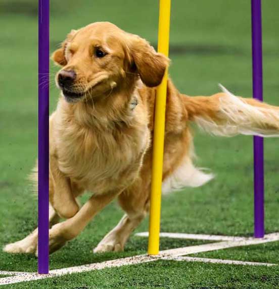 golden doing agility