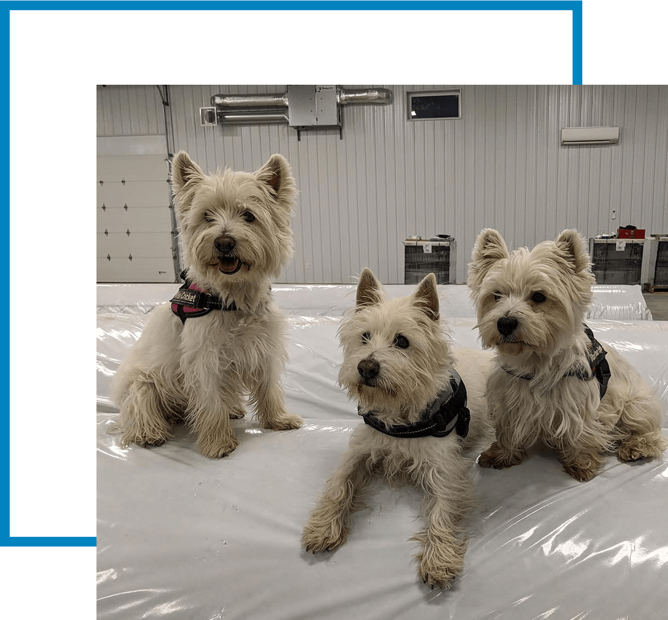 westies on flooring
