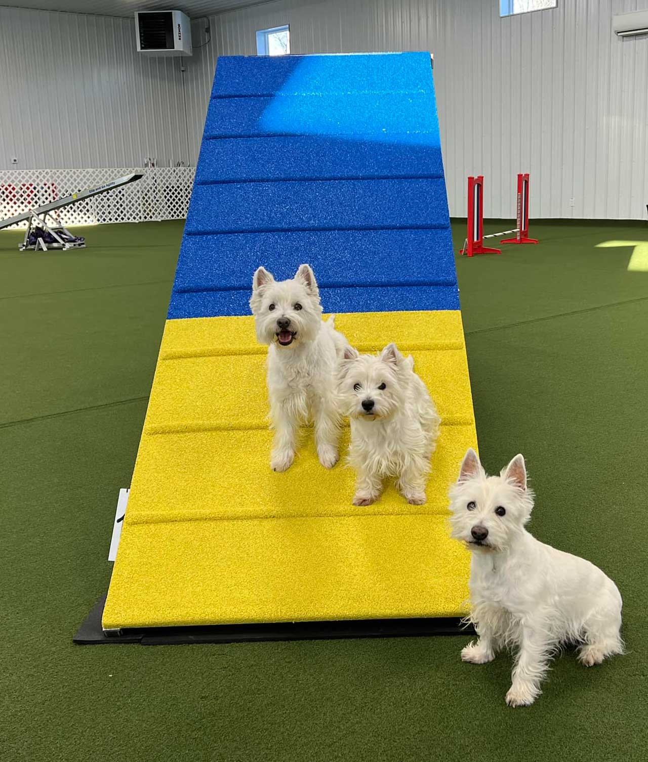 three westies on agility course