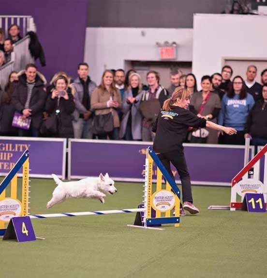 Trails and Events at Dream Dogs. Women running a white dog on agility trial