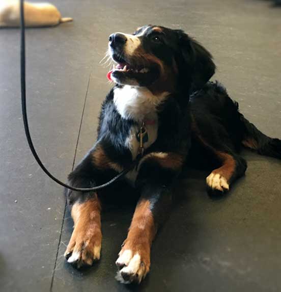 bernese mountain dog in training class