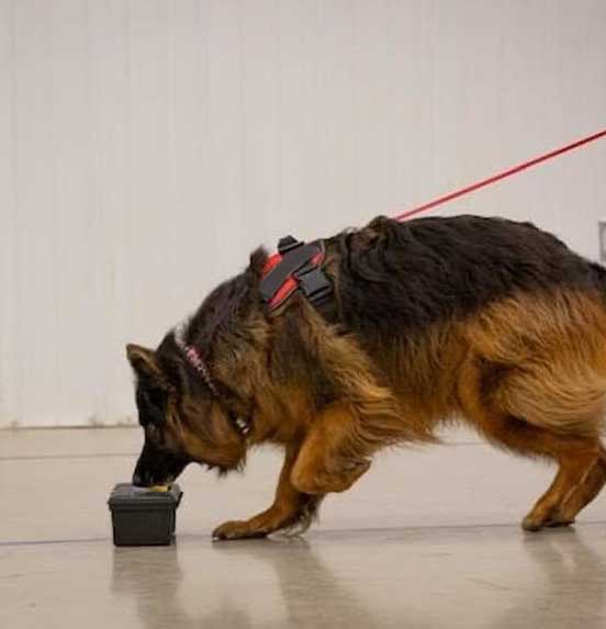German shepherd dog doing sent work